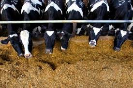 Cattle Feed Manufacturers
